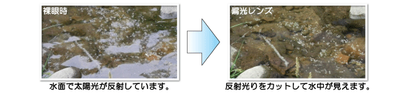 水面の反射をカットして、水中が見えます。