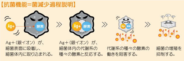 抗菌機能=菌減少過程説明。